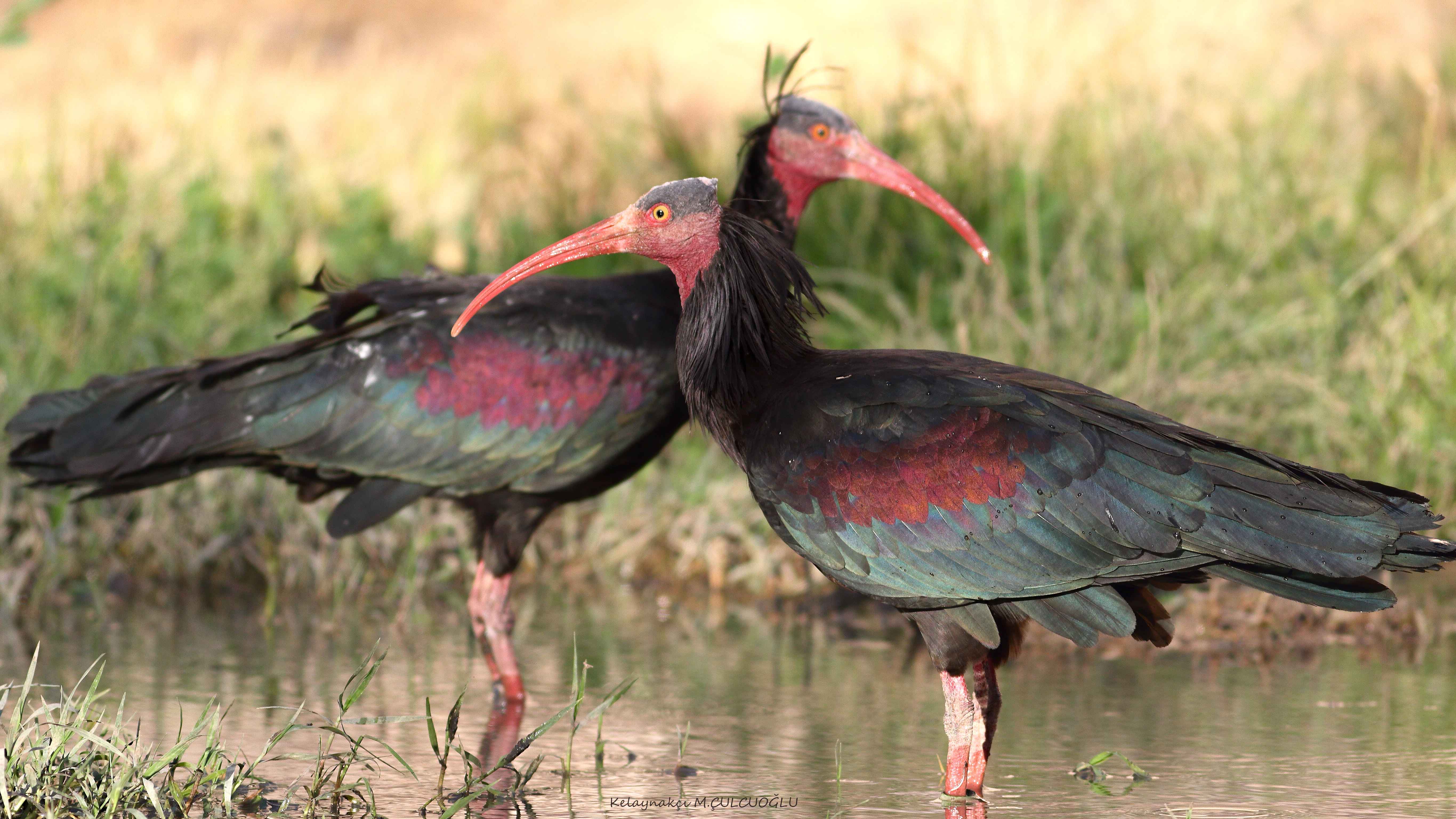 Northern Bald Ibis